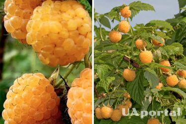 Жовта малина - які є сорти та як доглядати за жовтою малиною