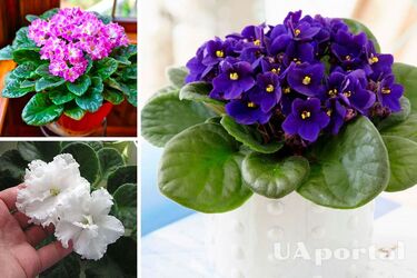 Як доглядати за фіалками в зимовий період