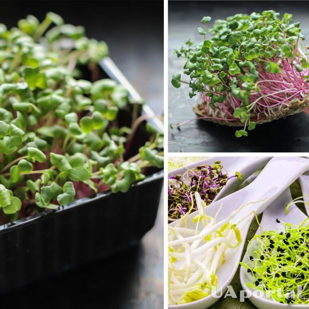 Як виростити мікрозелень взимку, щоб збереглися необхідні вітаміни