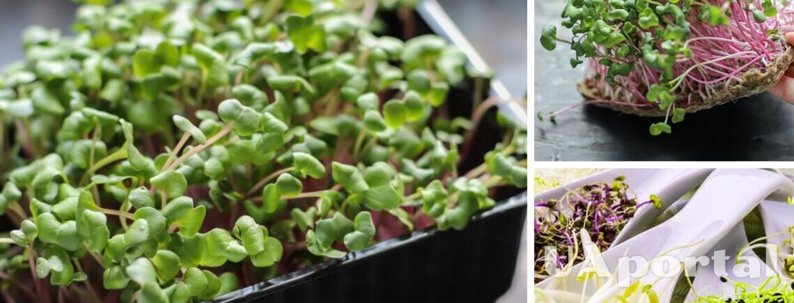 Как вырастить микрозелень зимой, чтобы сохранились необходимые витамины
