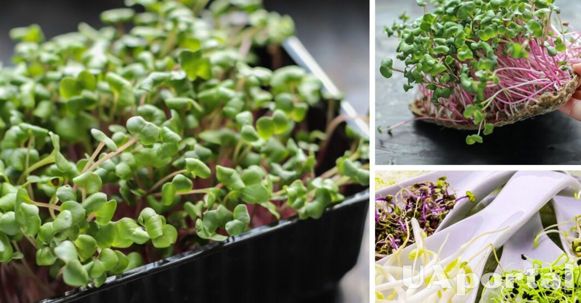 Як виростити мікрозелень взимку, щоб збереглися необхідні вітаміни