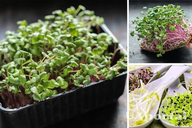 Как вырастить микрозелень зимой, чтобы сохранились необходимые витамины