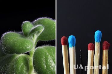 Квіти та сірники