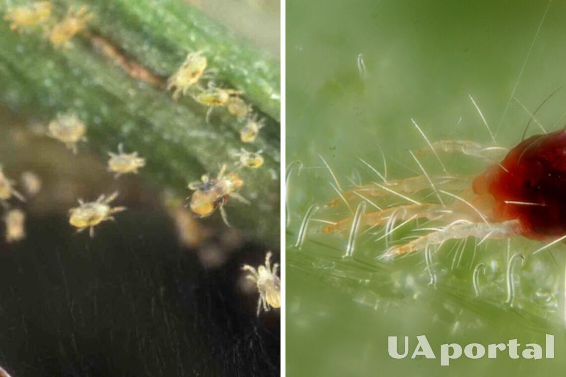 Павутинний кліщ на вазонах: як легко позбавитися шкідника