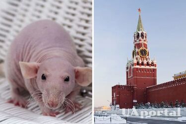 Крысы и Кремль