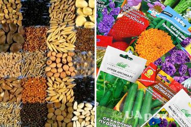 Как правильно хранить семена зимой – так они точно доходят до весны