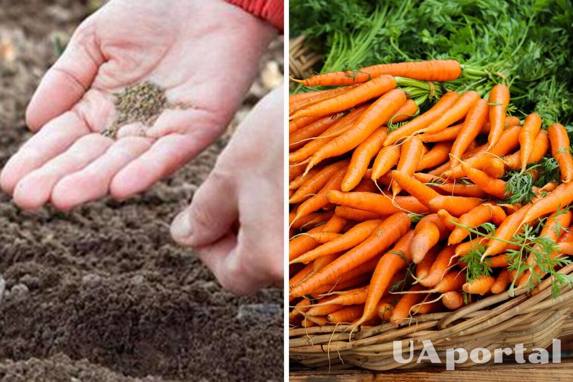 Коли треба сіяти моркву взимку для раннього та щедрого врожаю