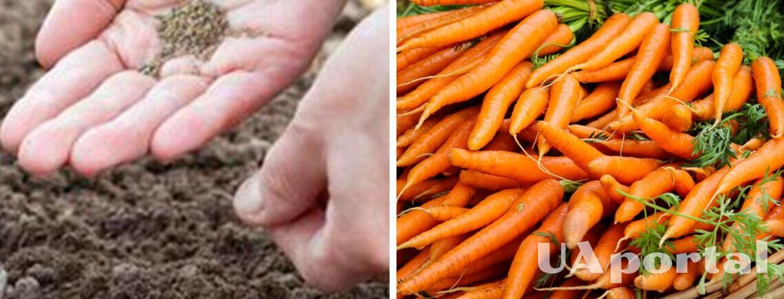 Коли треба сіяти моркву взимку для раннього та щедрого врожаю
