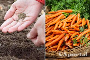 Как сеять морковь - когда сеять раннюю морковь