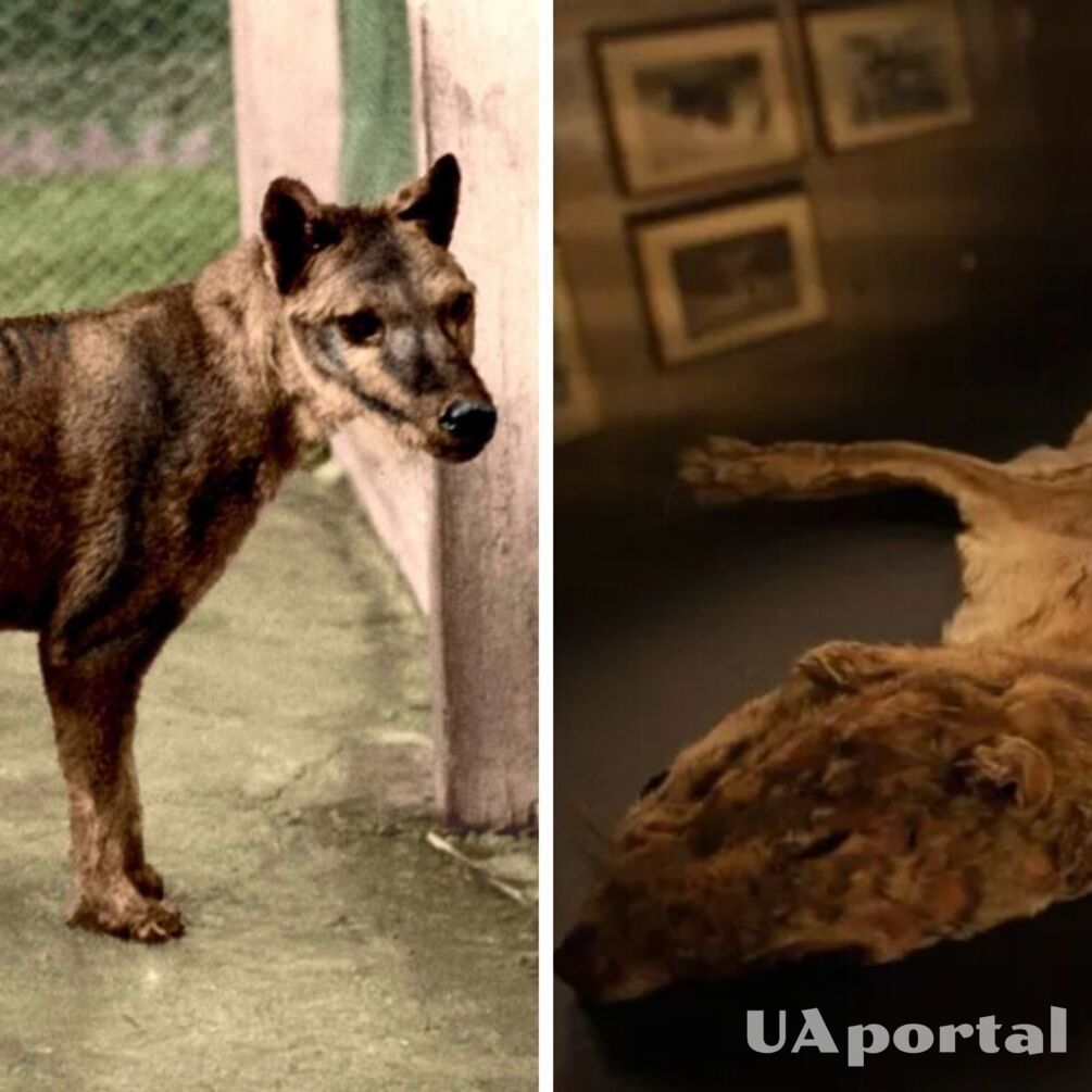 Науковці Австралії знайшли рештки останнього сумчастого вовка в несподіваному місці (фото)