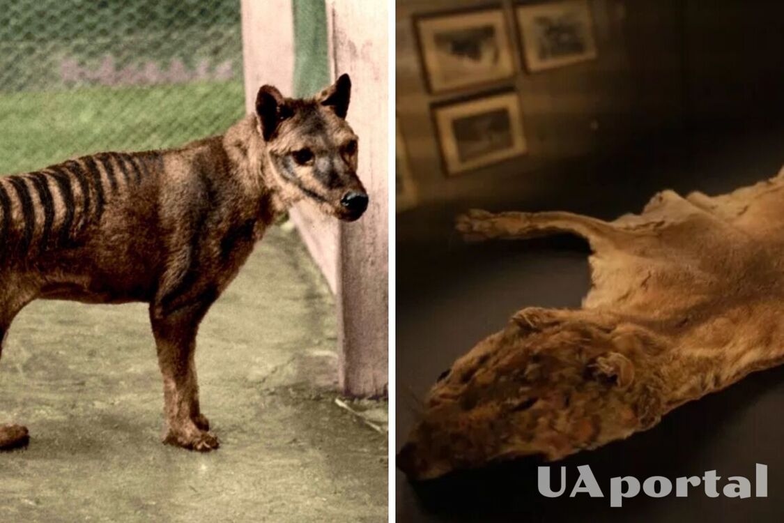 Ученые Австралии нашли останки последнего сумчатого волка в неожиданном месте (фото)