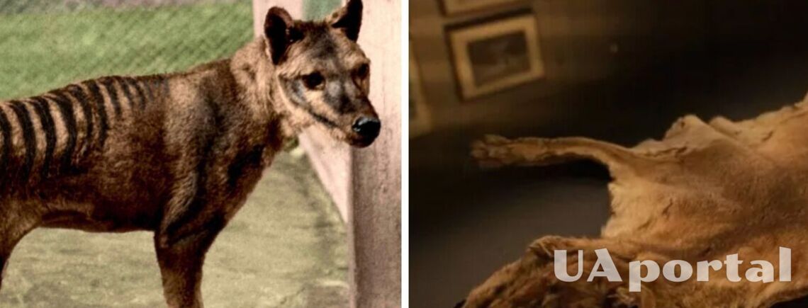Ученые Австралии нашли останки последнего сумчатого волка в неожиданном месте (фото)