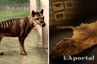 Тілацина знайшли у музейній шафі