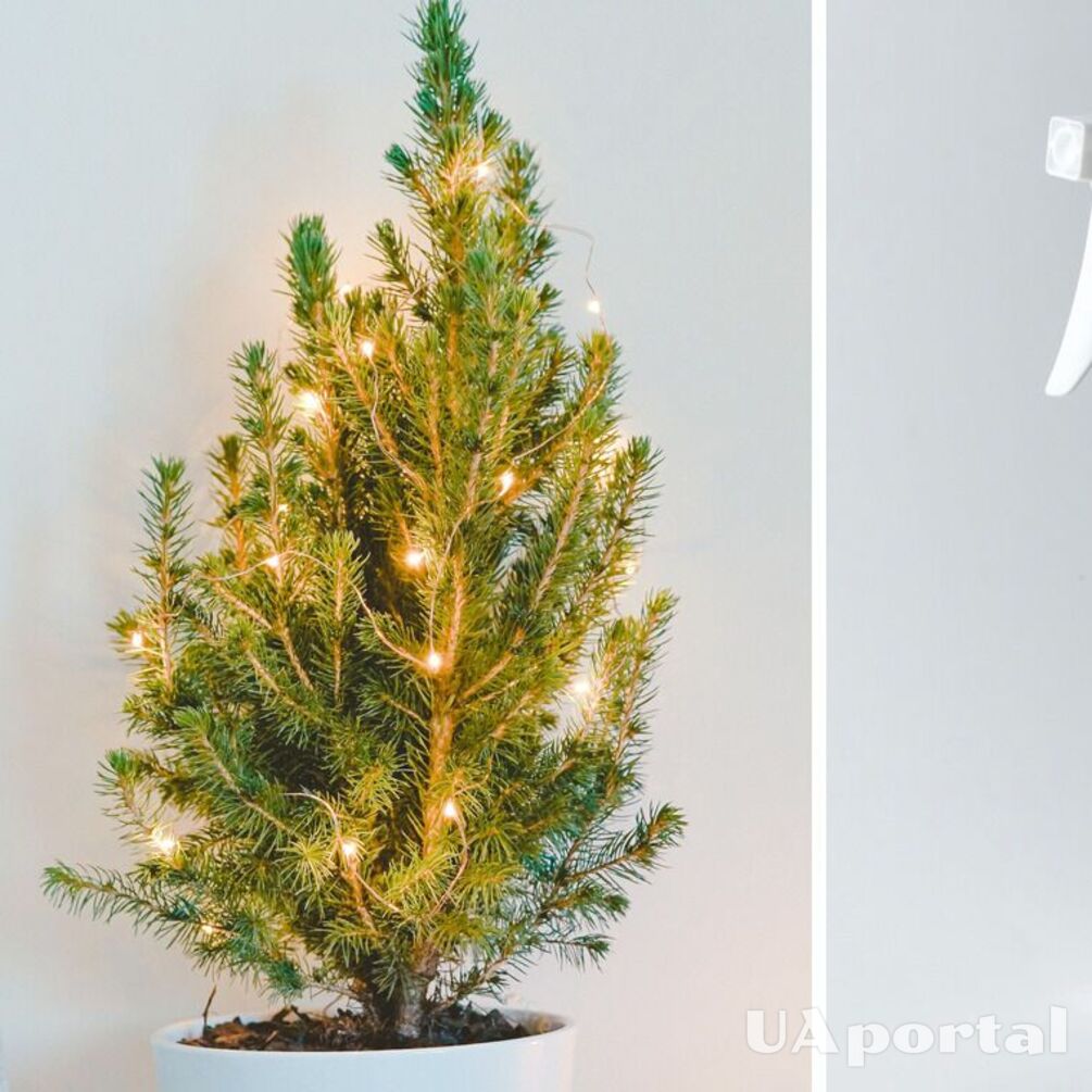 Как правильно ухаживать за елкой, чтобы она как можно дольше не осыпалась