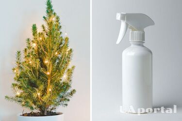 Як правильно доглядати за ялинкою, щоб вона якомога довше не обсипалася