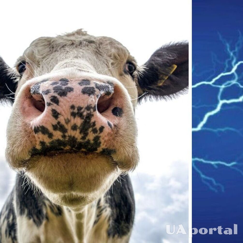 Китайські вчені запропонували видобувати електроенергію з корів