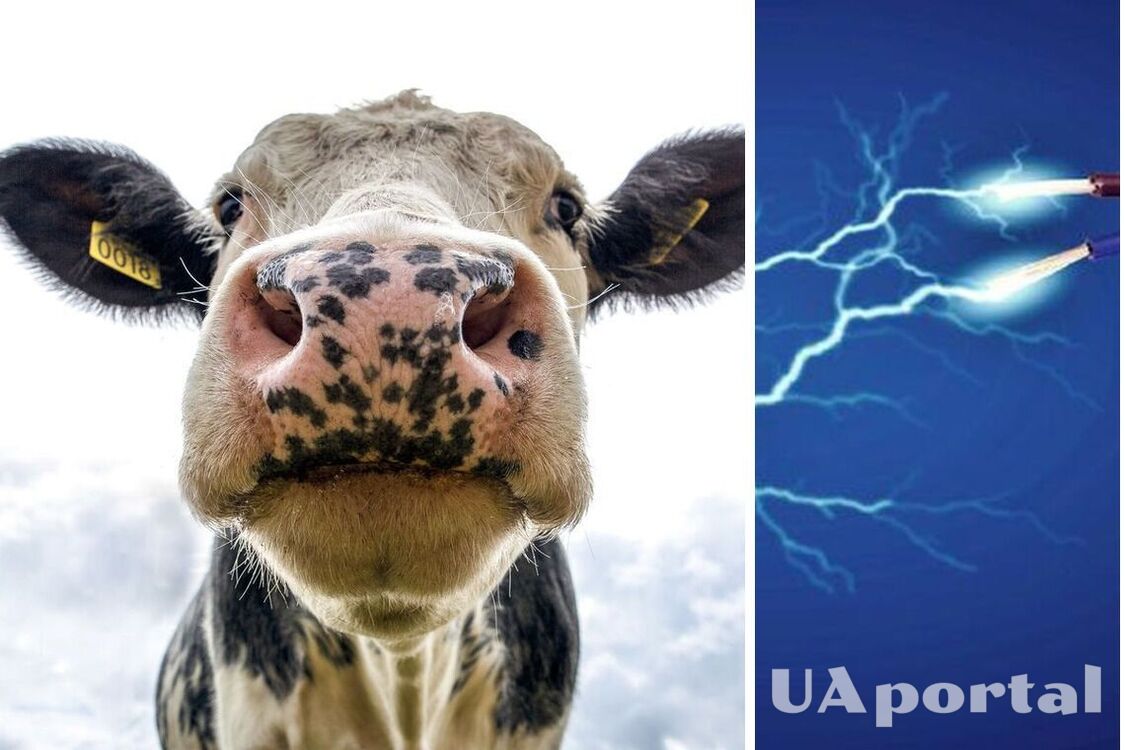 Китайские ученые предложили добывать электроэнергию из коров