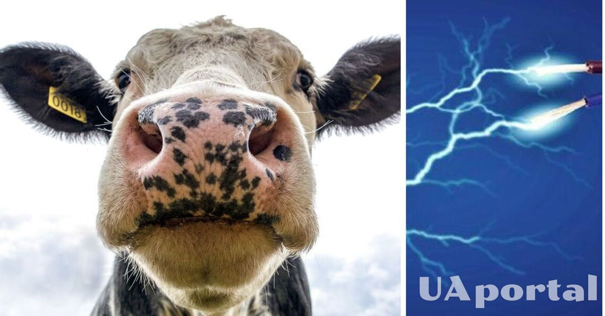 Китайские ученые предложили добывать электроэнергию из коров