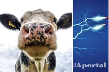 Вчені з Китаю знайшли метод генерувати електрику за допомогою корів