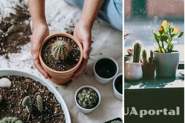 Догляд за кактусами взимку: яких помилок не можна допускатися