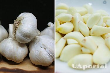 Как правильно хранить чеснок - можно ли чеснок морозить и как сушить чеснок