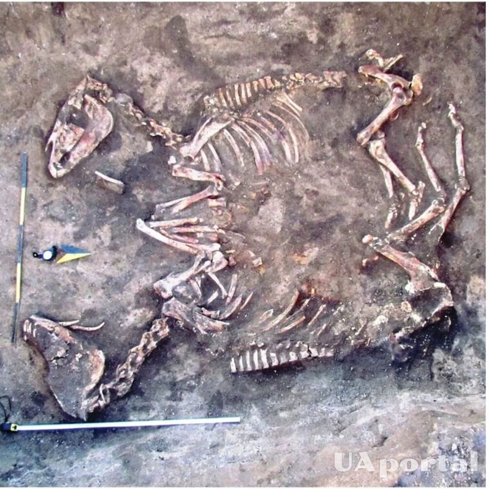 Польские и украинские исследователи описали парное захоронение лошадей бронзового века найдено на Тернопольщине (фото)