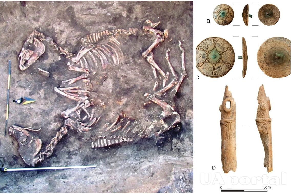 Археологи нашли в Тернопольской области парное захоронение лошадей XV века до нашей эры