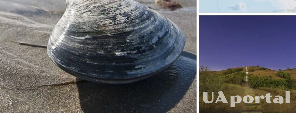 Вчених спантеличив молюск, якого вважали вимерлим протягом 40 тис років