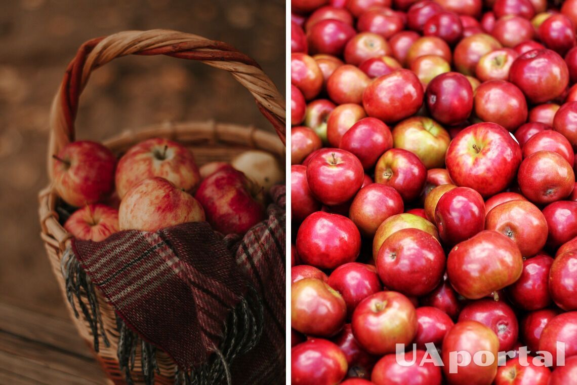 Як зберігати яблука, щоб вони зберігались довго - правила зберігання яблук взимку