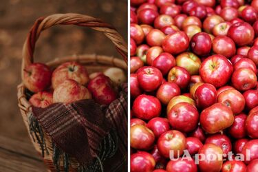 Как хранить яблоки, чтобы они хранились долго - правила хранения яблок зимой