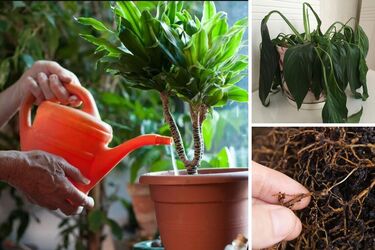 Що робити, якщо сильно залили кімнатну рослину: перевірені поради