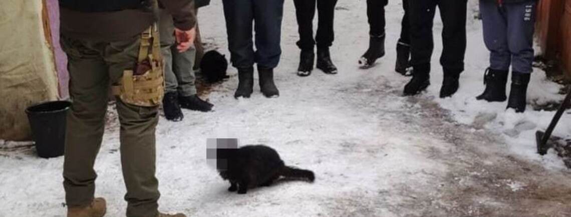 'Кот под прикрытием в СБУ': сеть взорвалась шутками о коте, которого заблюрили на фото СБУ