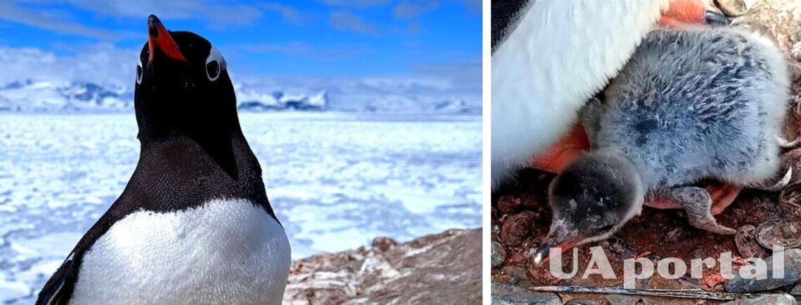 На украинской антарктической станции 'Академик Вернадский' родился первый пингвиненок (фото)