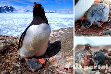На украинской антарктической станции 'Академик Вернадский' родился первый пингвиненок (фото)