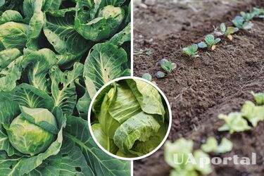 Когда сеять озимую капусту – посадка капусты под зиму – когда сеять капусту