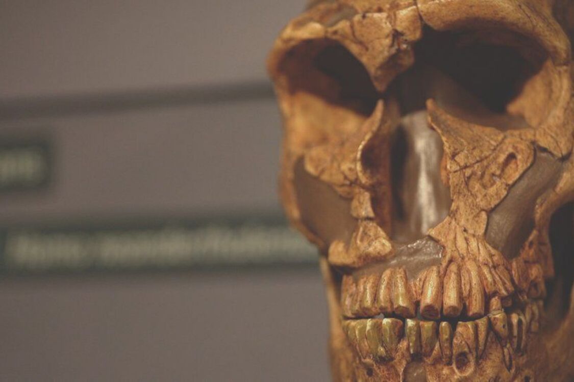 Теория об уничтожении неандертальцев современными людьми пошатнулась 