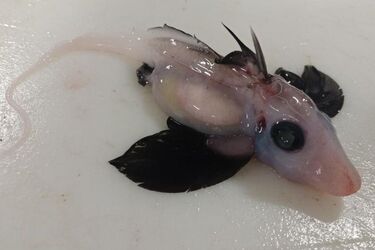 Дитинча акули-примари