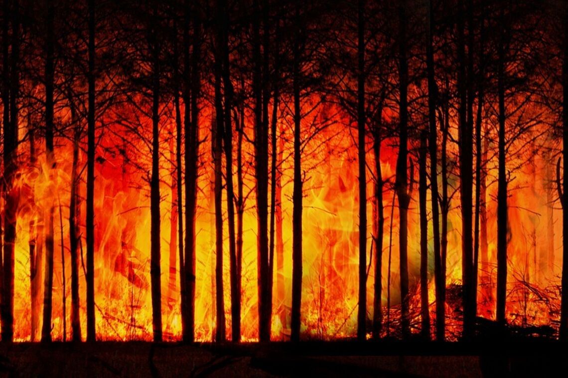 Пожежа у лісі