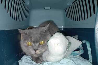 Аделина Бель