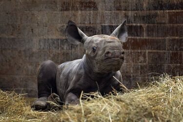 носоріг Київ