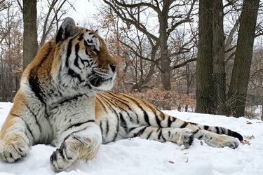 Тигр Путин