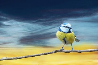 Свобода та Україна