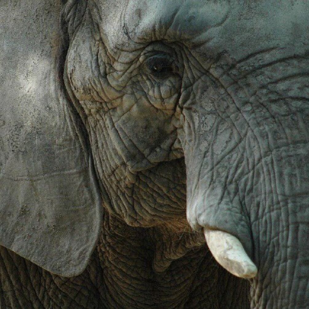 У слона в зоопарку у Києві зіпсувався сон через російські обстріли
