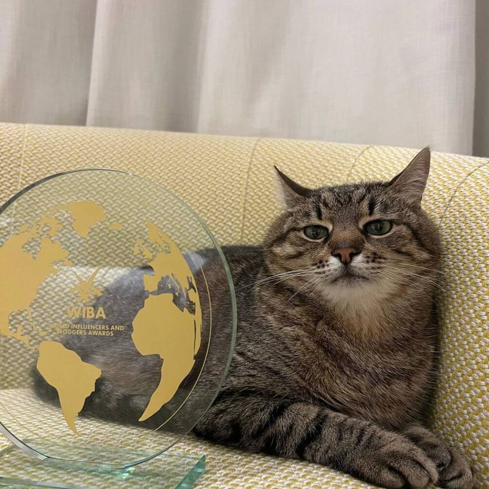 Знаменитый кот Степан из Харькова получил блогерскую награду в Каннах 