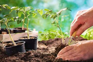 Висаджувати рослини краще за місячним календарем