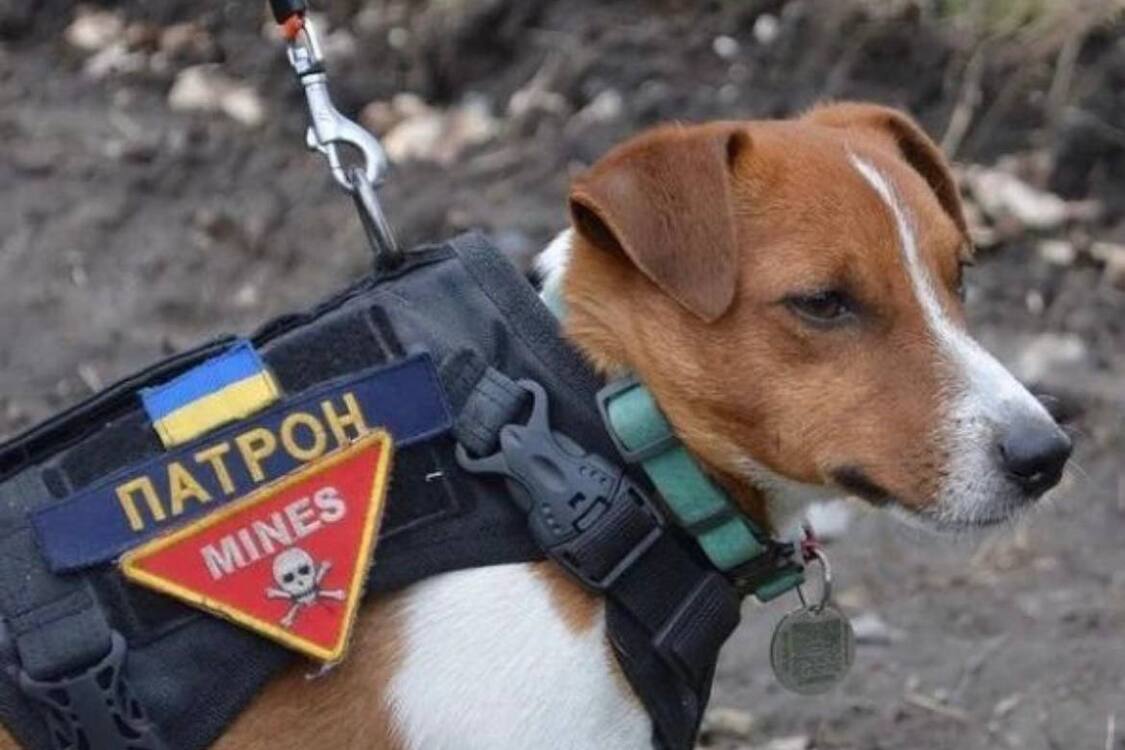 Любимчик украинцев пес-сапер Патрон получил медаль 