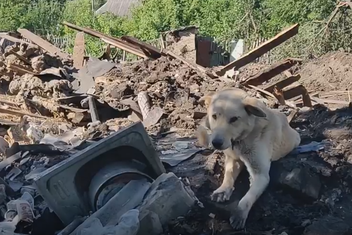 Собака на руинах