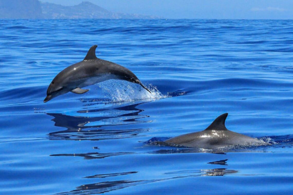 В Черном море из-за действий оккупантов гибнут тысячи дельфинов 