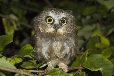 Українські воїни показали, яка 'біо-зброя' дійсно є в Україні