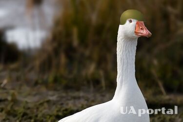 'Я видел боевых гусей': пленный оккупант высмеял миф про 'боевых птиц'